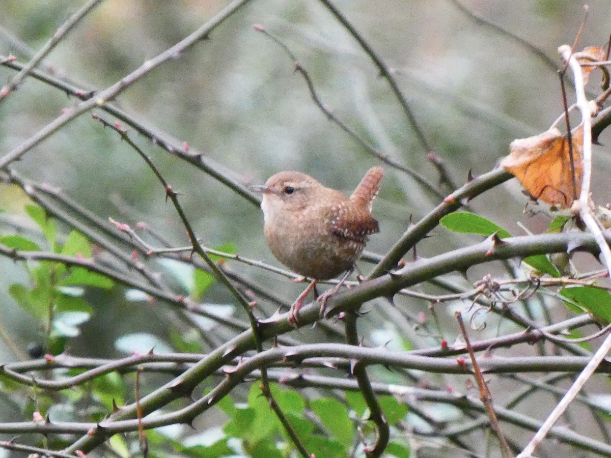 Winter Wren - ML512643431