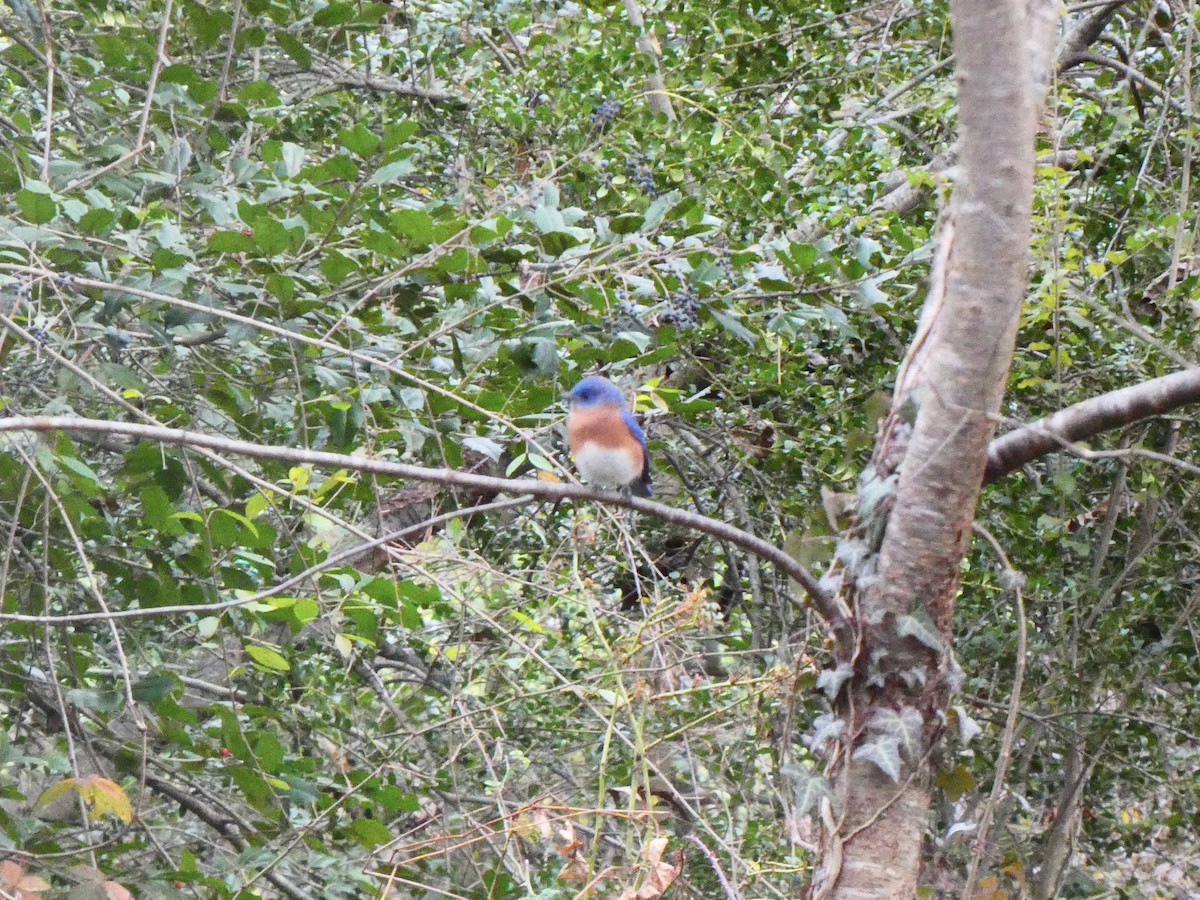 Eastern Bluebird - ML512643641