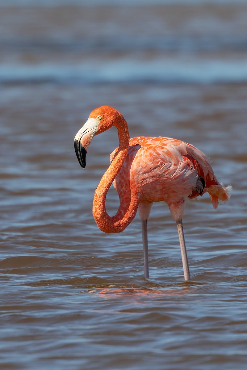 American Flamingo - ML512643801