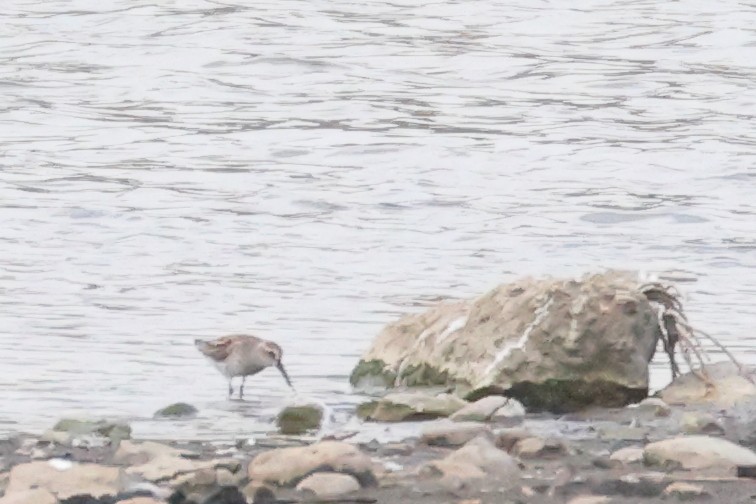 Western Sandpiper - ML512643831