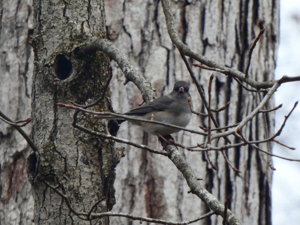 Dark-eyed Junco (Slate-colored) - ML512643951