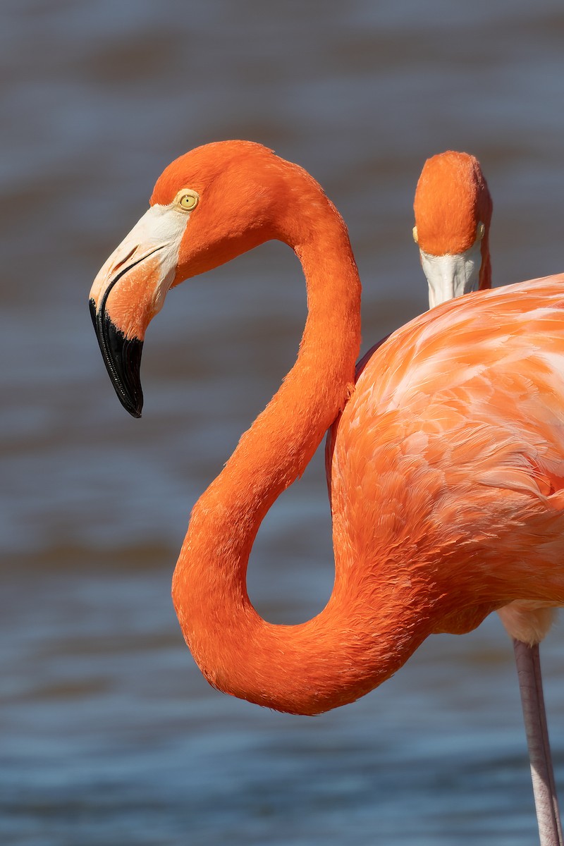 American Flamingo - ML512643991