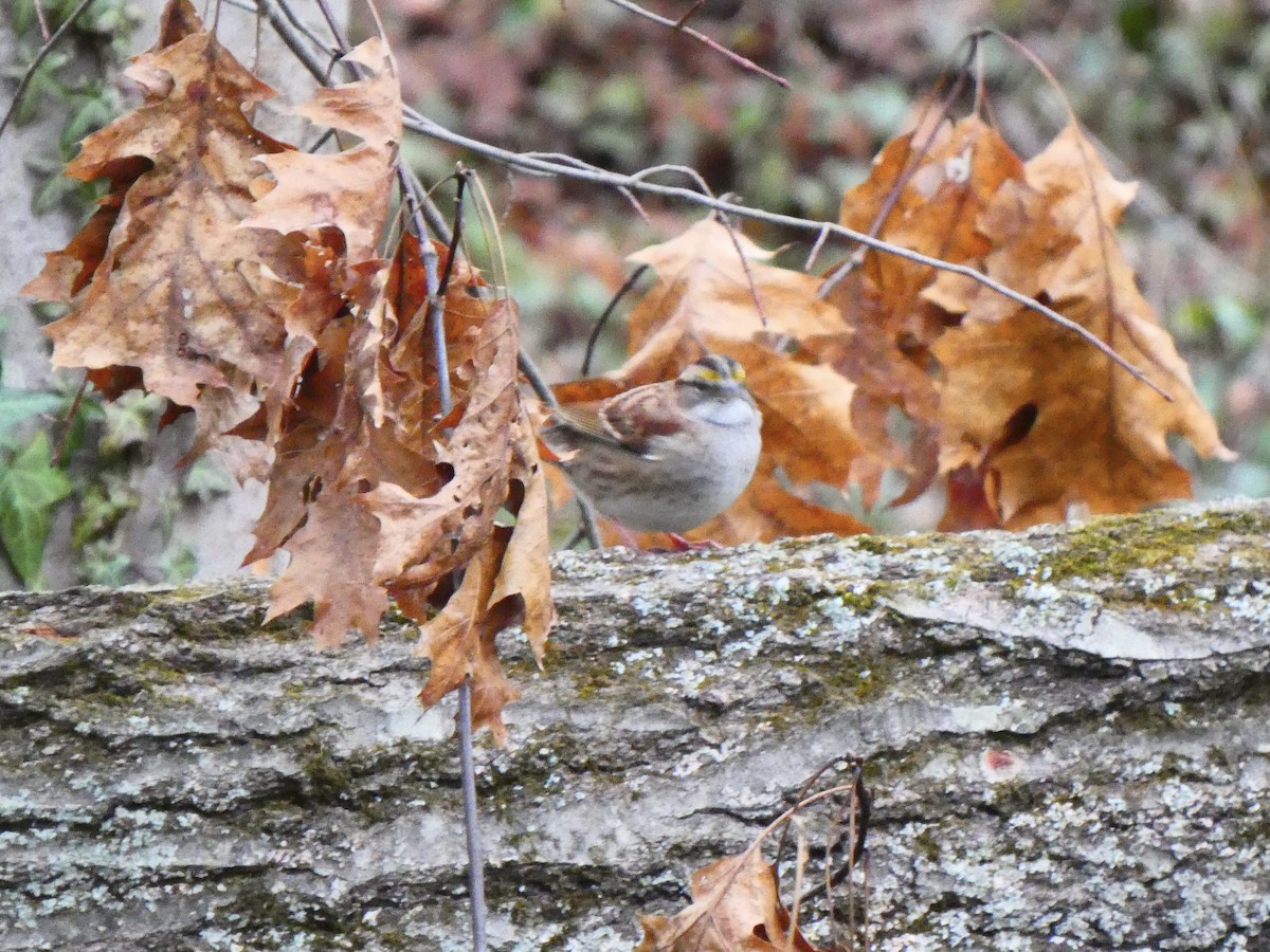 White-throated Sparrow - ML512644031