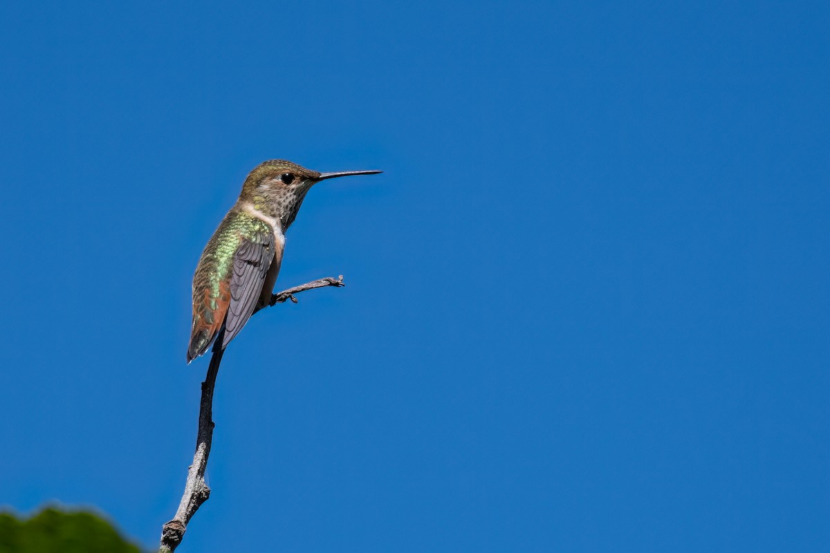 Colibrí Rufo/de Allen - ML512644041