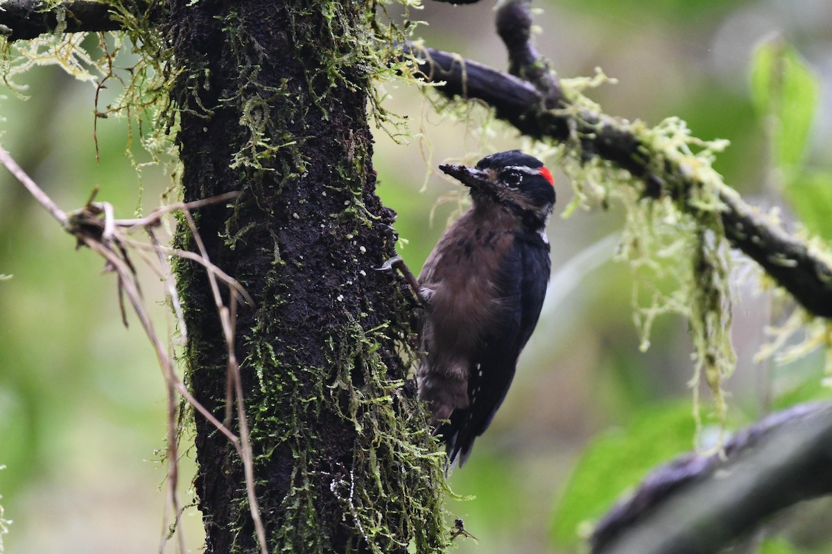 Hairy Woodpecker - D T