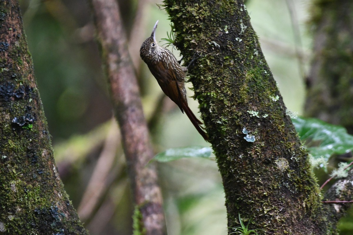 Spot-crowned Woodcreeper - D T