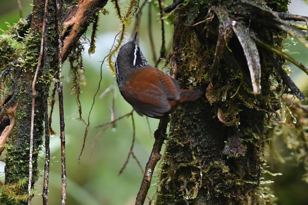 Gray-breasted Wood-Wren - D T