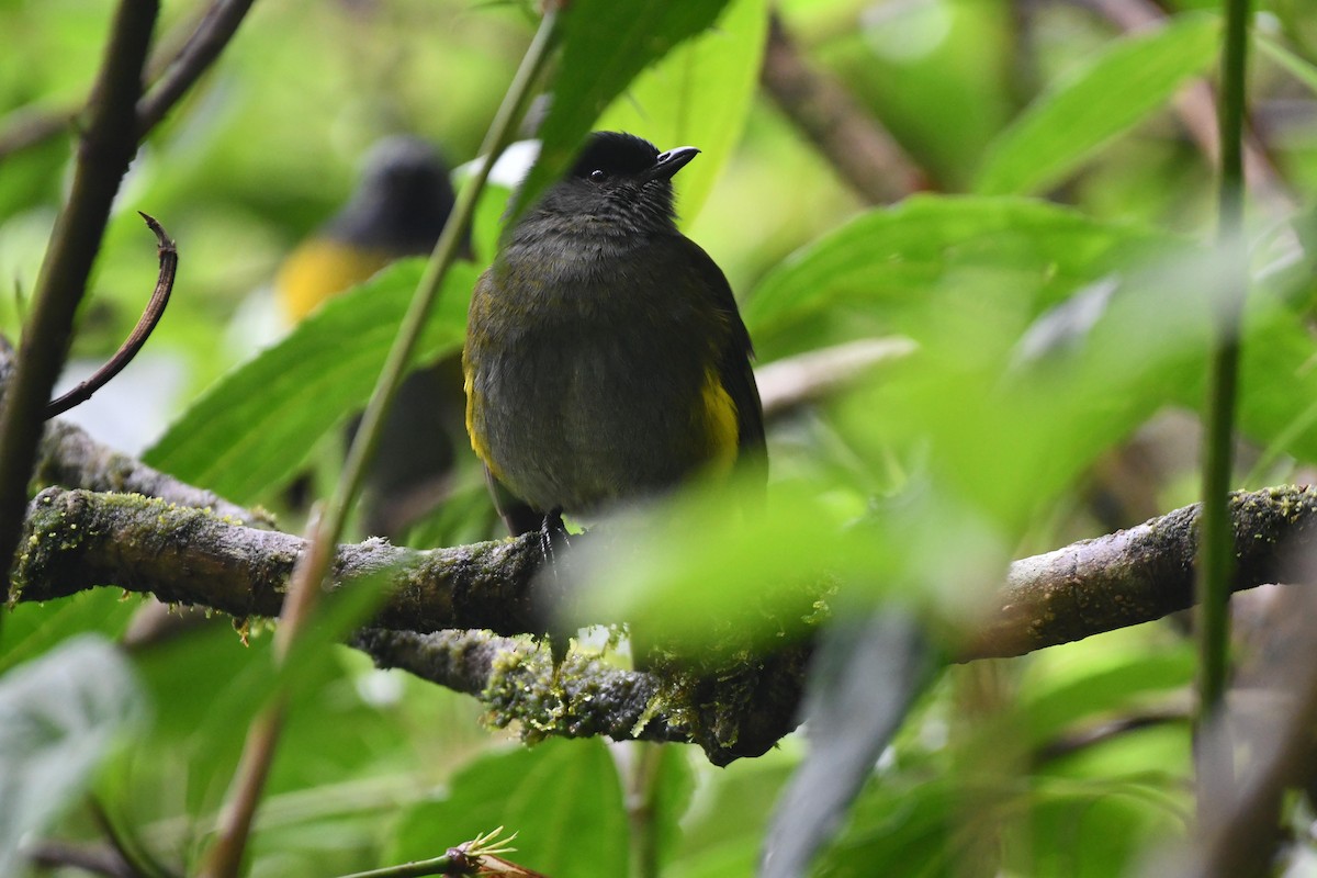 Black-and-yellow Silky-flycatcher - D T