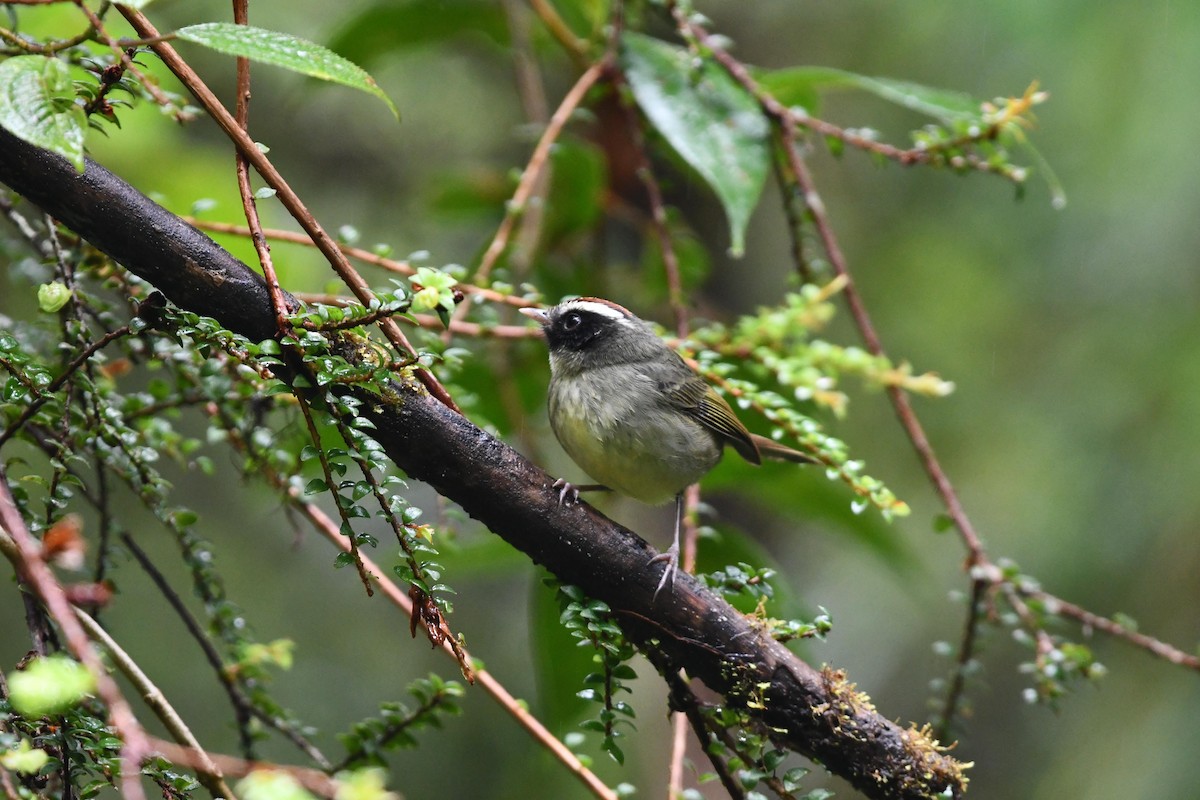 Black-cheeked Warbler - D T