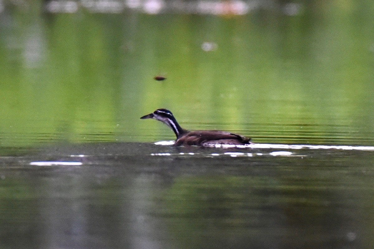 Sungrebe - ML512646301