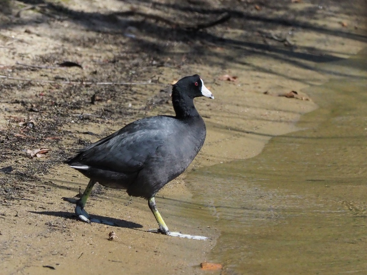 American Coot - Robert Priddy