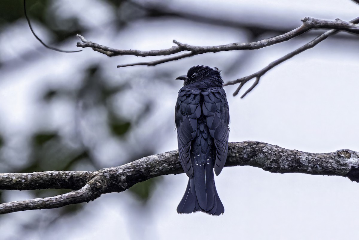 Square-tailed Drongo-Cuckoo - ML512649031