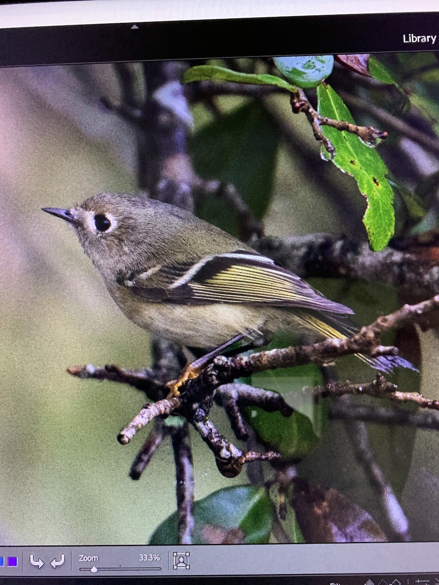 Ruby-crowned Kinglet - ML512651691