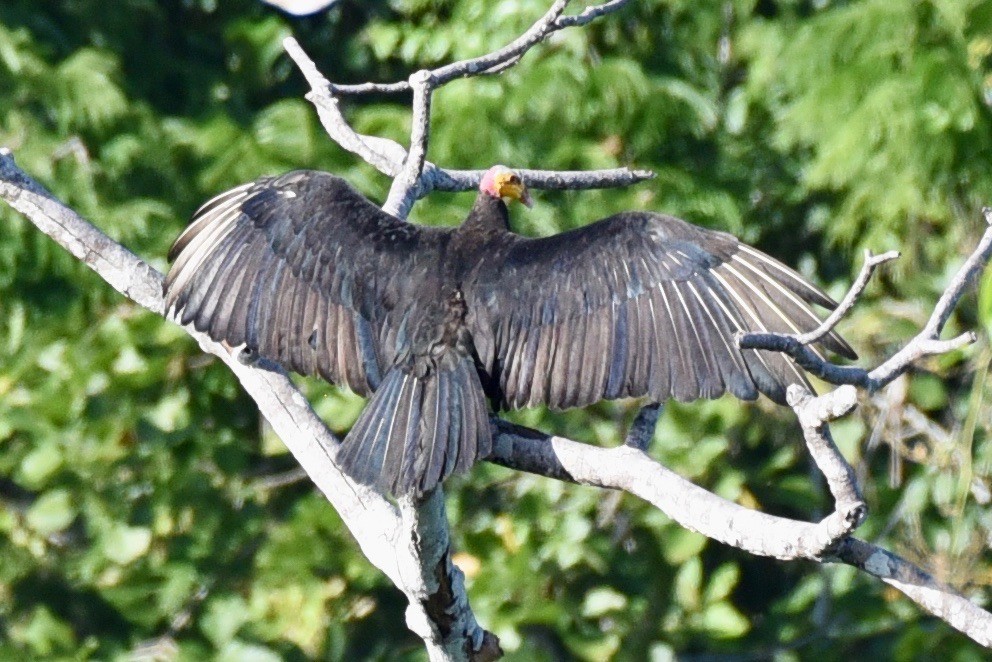 Greater Yellow-headed Vulture - ML512651891