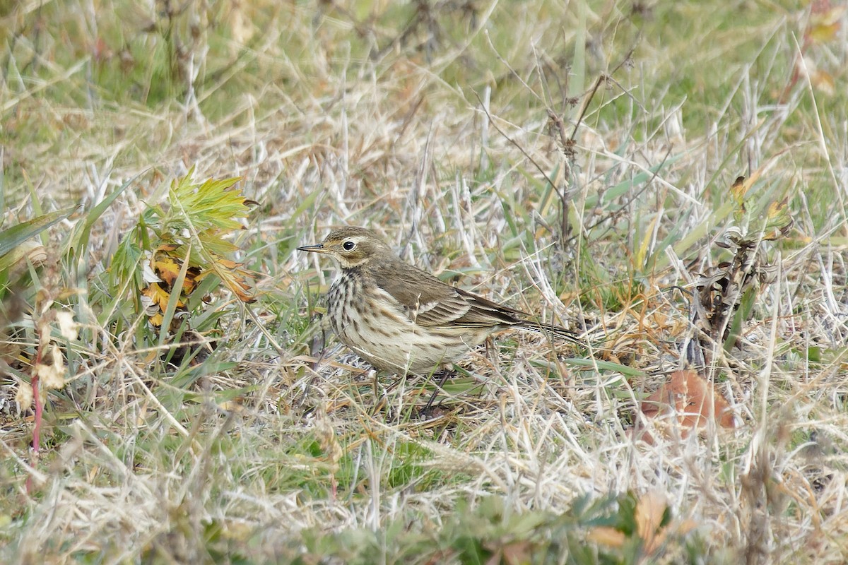 American Pipit - ML512652951
