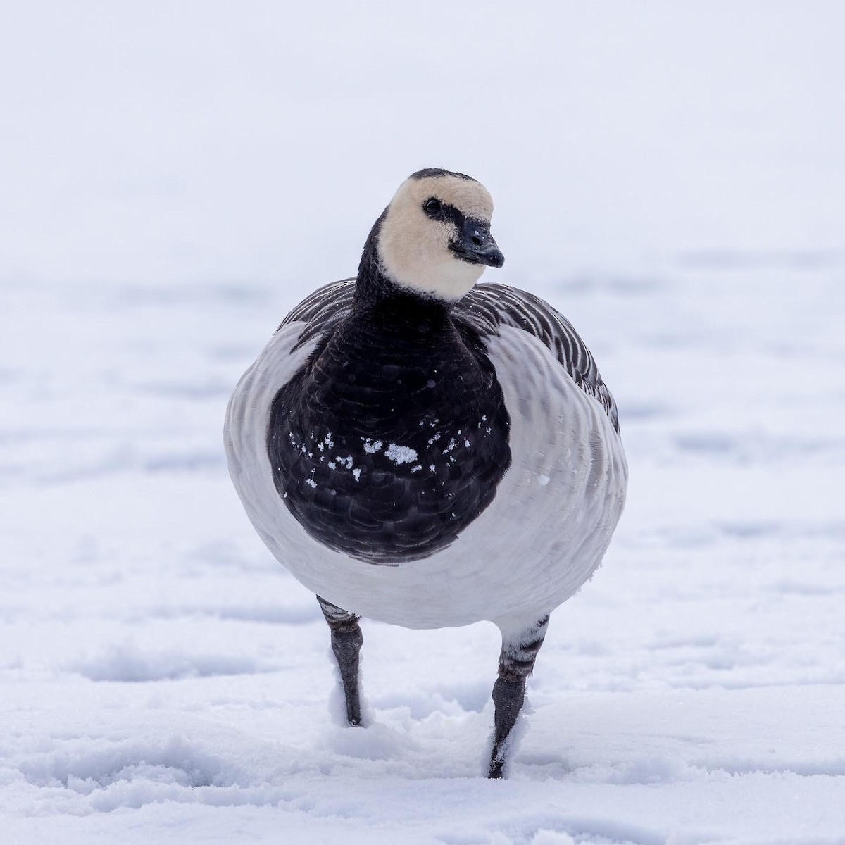 Barnacle Goose - Greg O’Brien