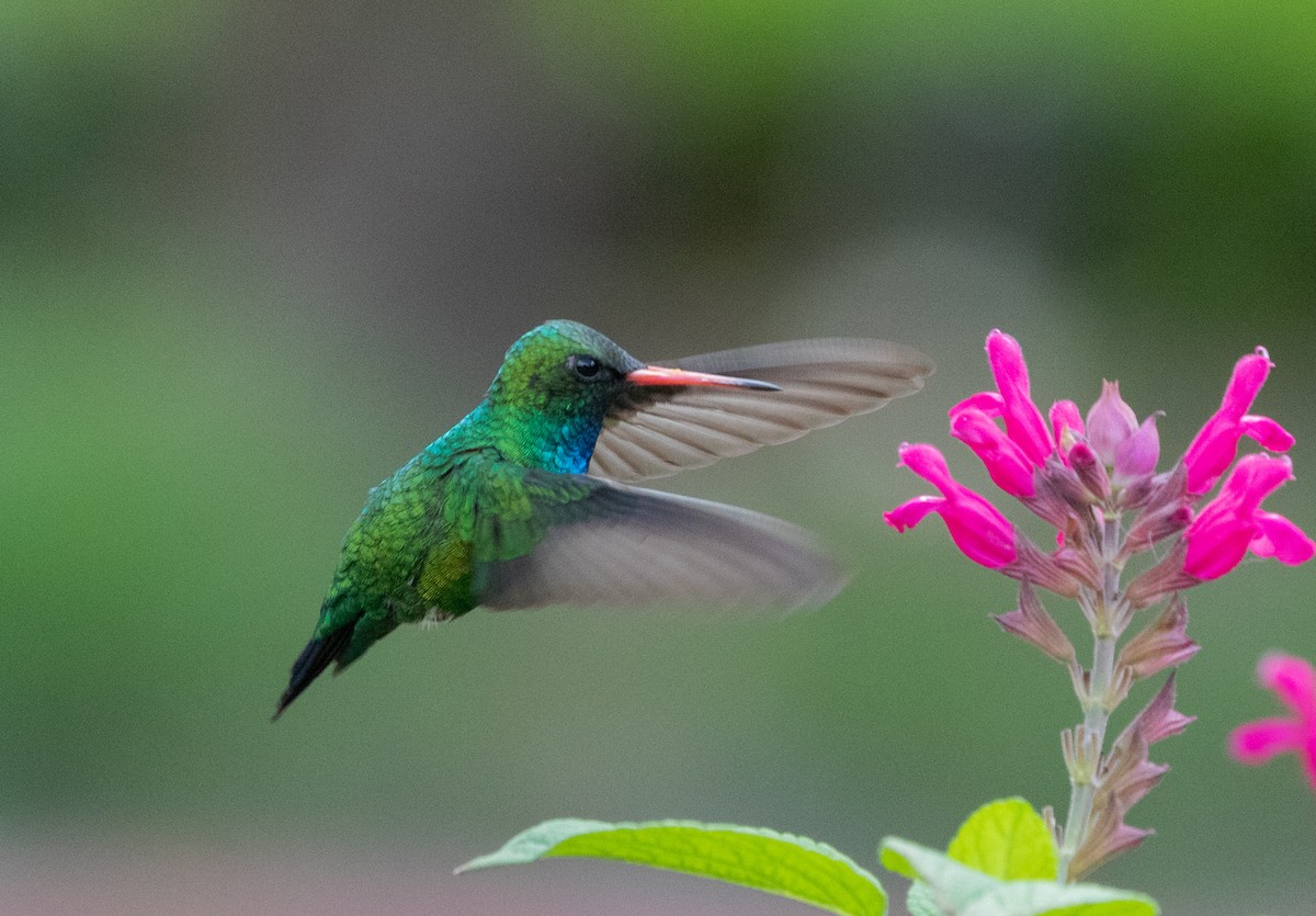 Glittering-bellied Emerald - ML512654141