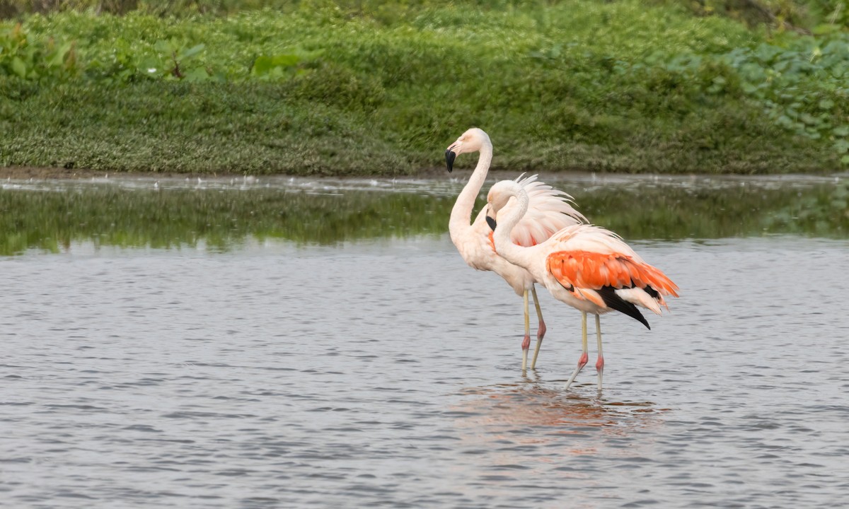 Şili Flamingosu - ML512656011