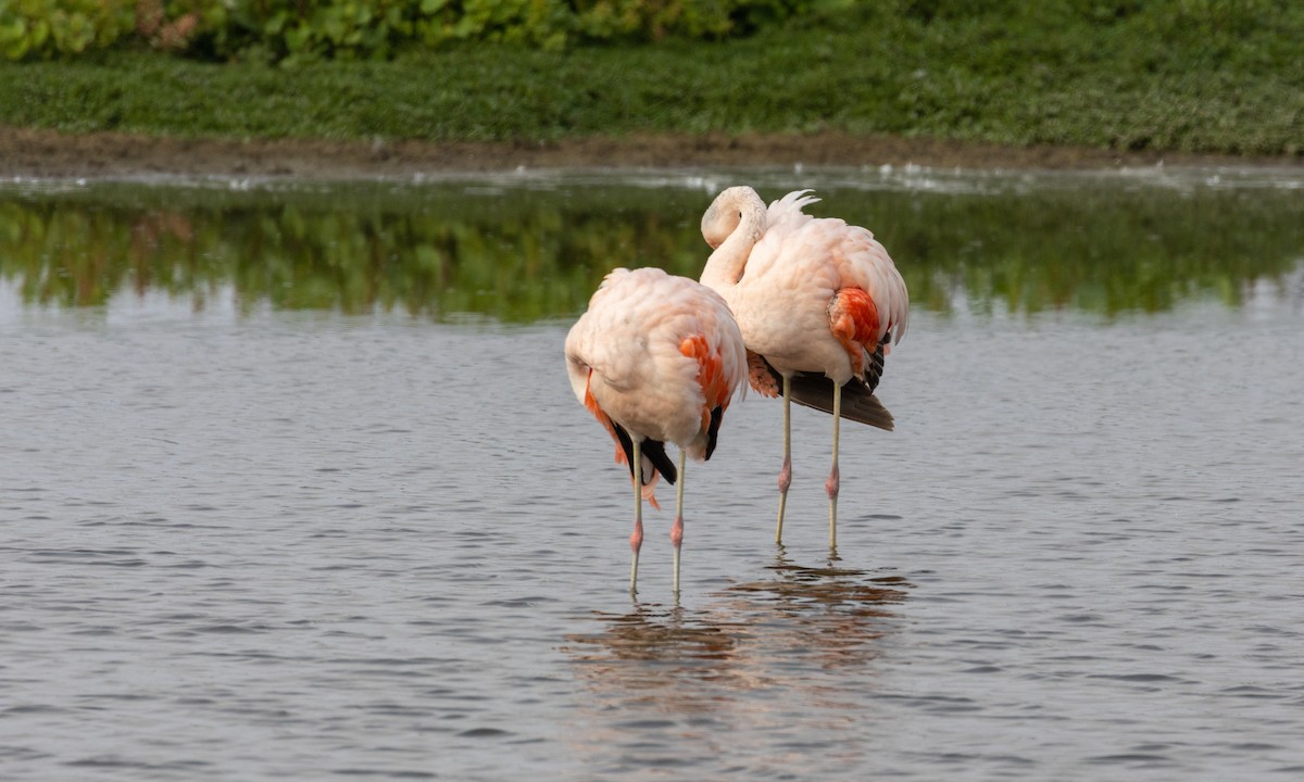 Chilean Flamingo - ML512656281