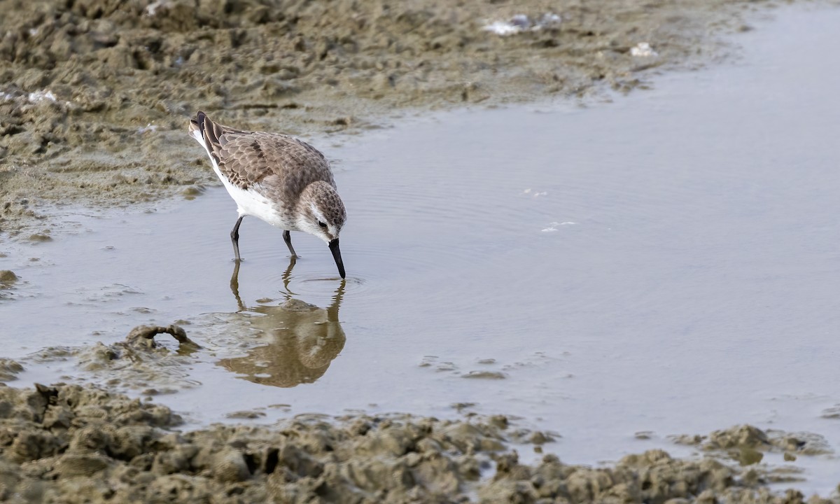 Semipalmated Sandpiper - Drew Weber