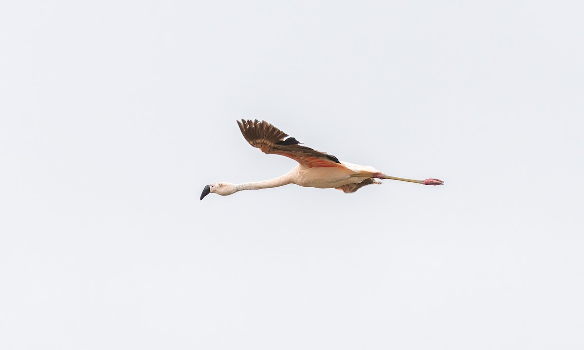 Chilean Flamingo - ML512657251