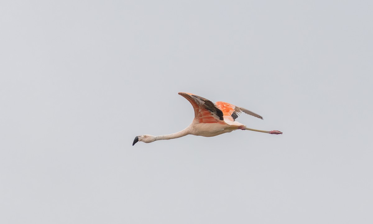 Chilean Flamingo - ML512657281