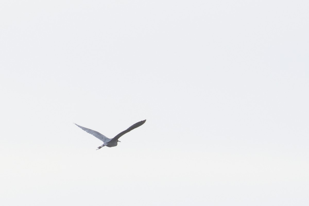 Little Blue Heron - Shawn Miller