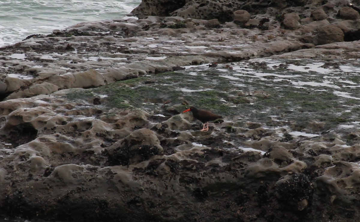 Black Oystercatcher - Morgan O'Brien