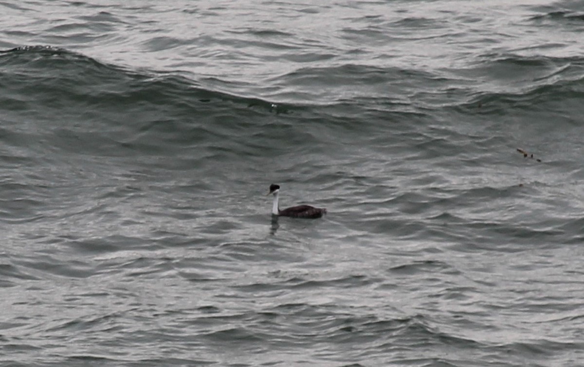 Western Grebe - ML512661741