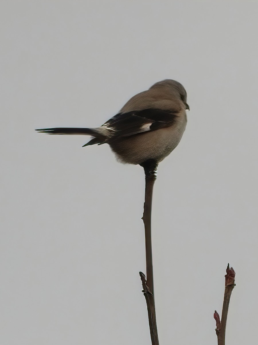 Northern Shrike - ML512664561