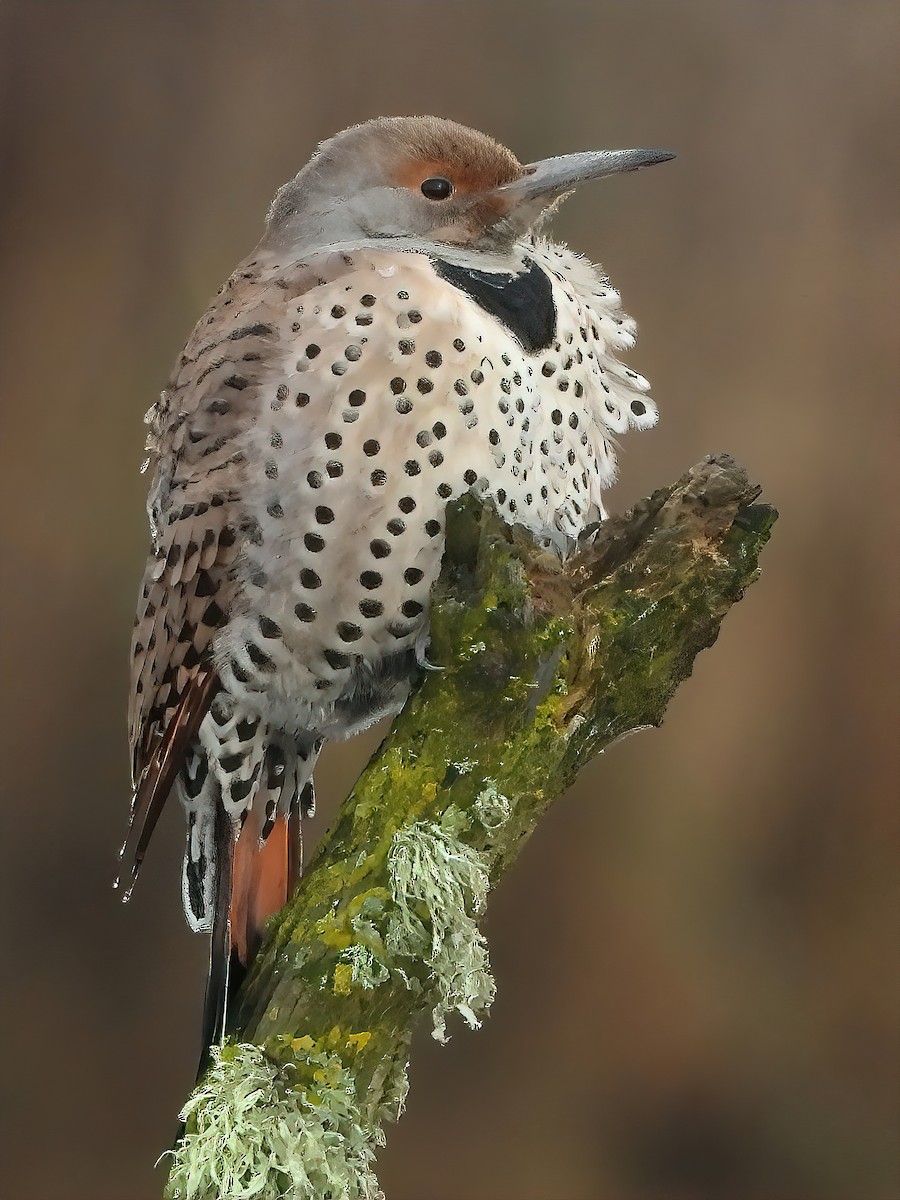 Northern Flicker (Red-shafted) - ML512664761