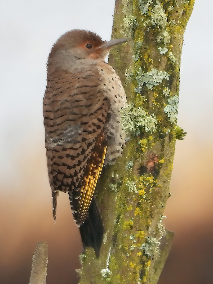 Northern Flicker (Yellow-shafted x Red-shafted) - ML512664961