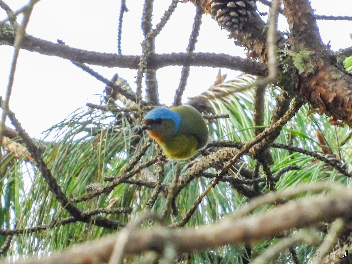 Elegant Euphonia - ML512665481