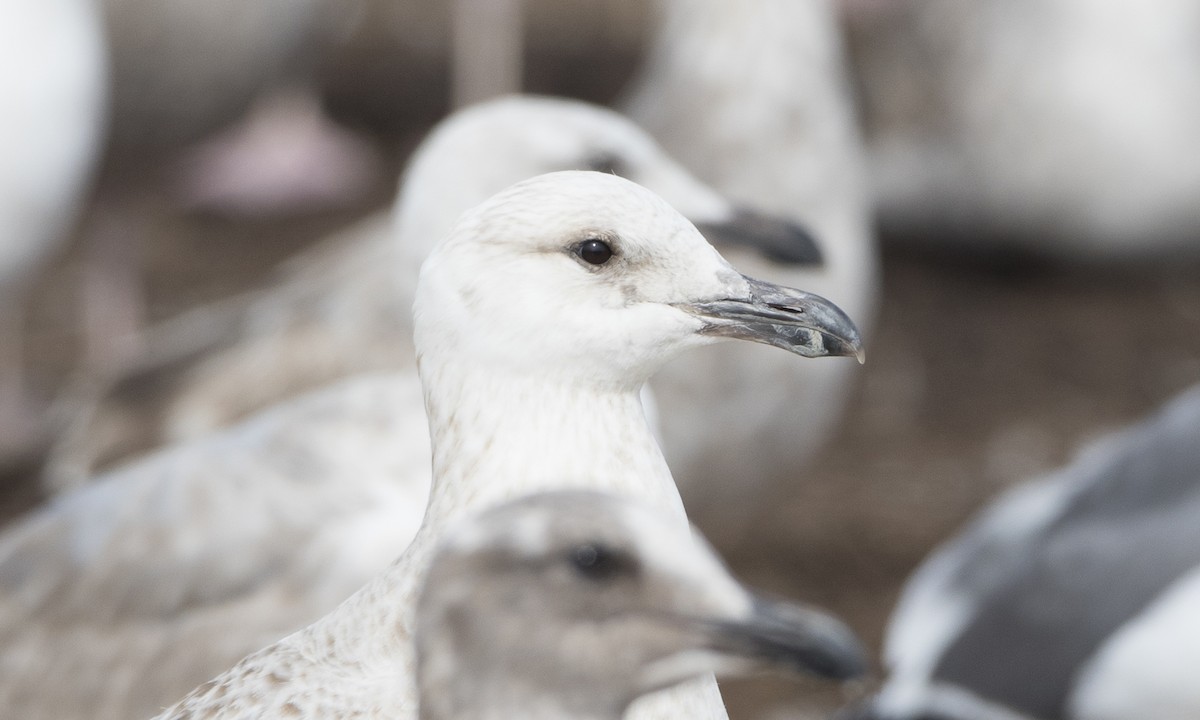 Slaty-backed Gull - Brian Sullivan