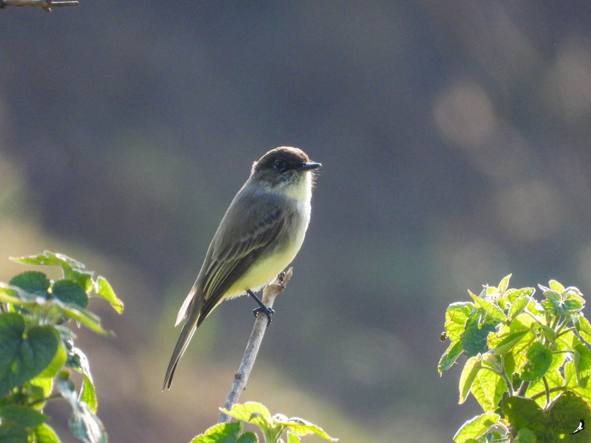 Eastern Phoebe - ML512665711