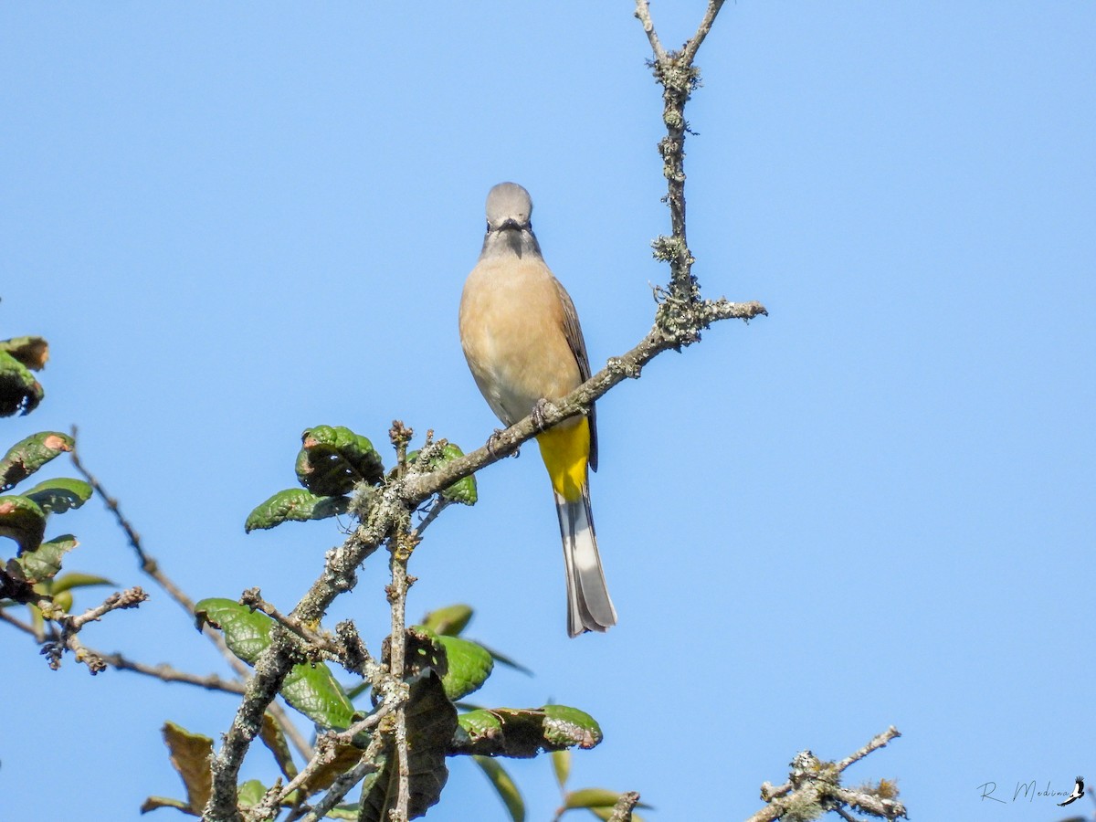 Gray Silky-flycatcher - ML512666631