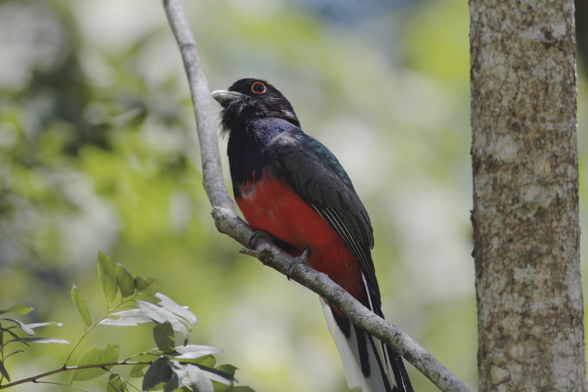 Surucua Trogon - ML512668571