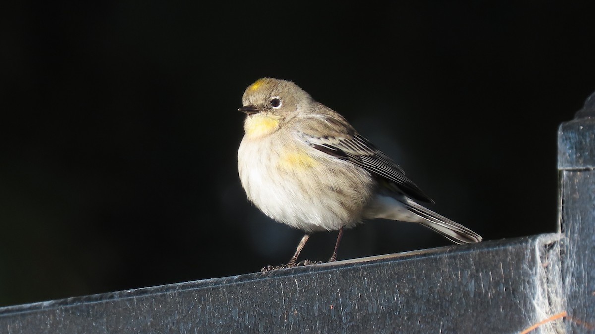 Yellow-rumped Warbler - ML512668751