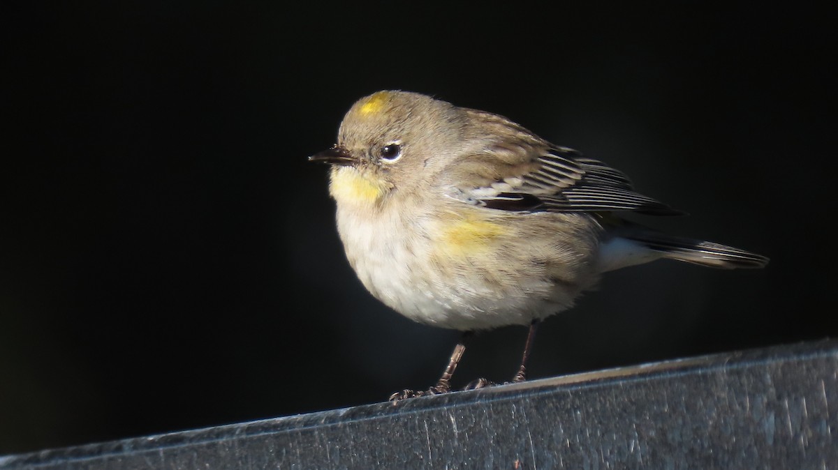Yellow-rumped Warbler - ML512668771