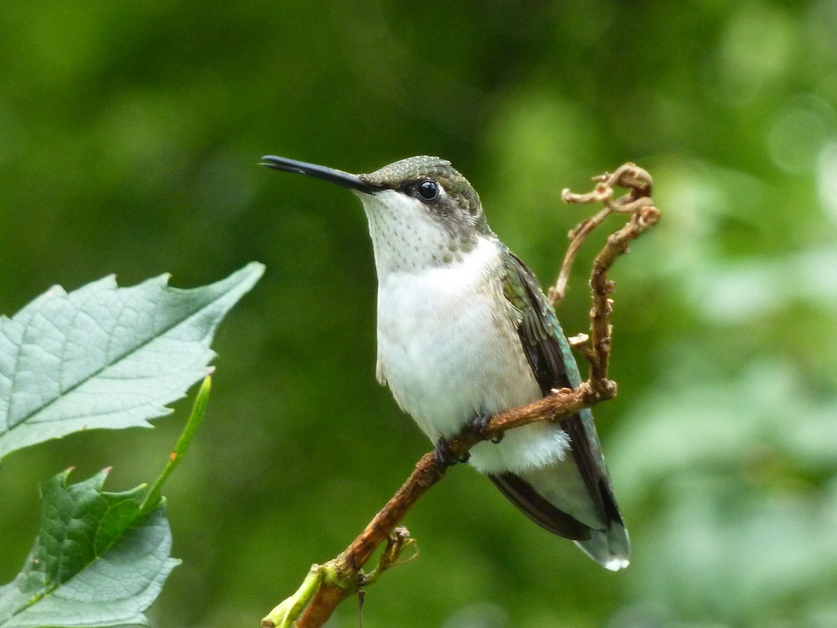 Ruby-throated Hummingbird - Cathy P