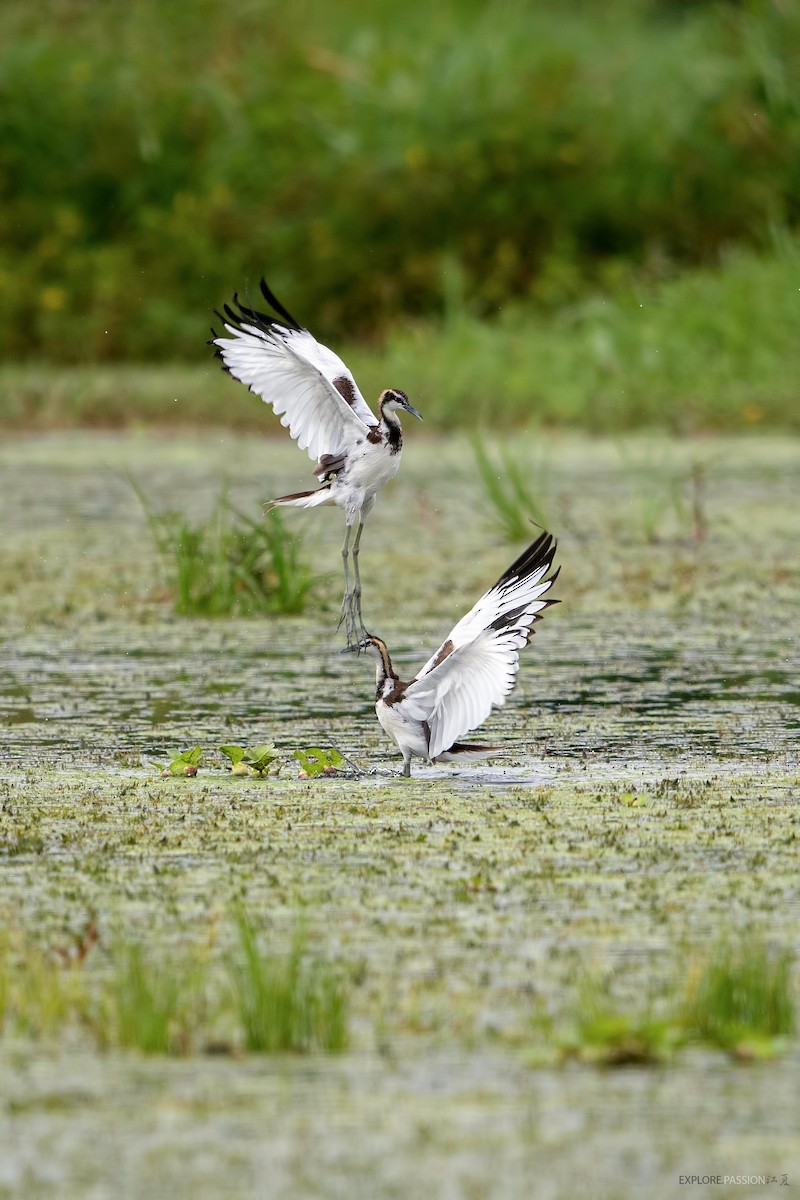 Pheasant-tailed Jacana - ML512670491