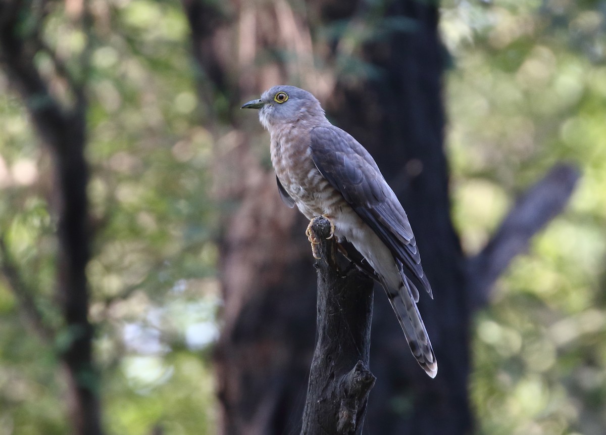 Common Hawk-Cuckoo - William Price