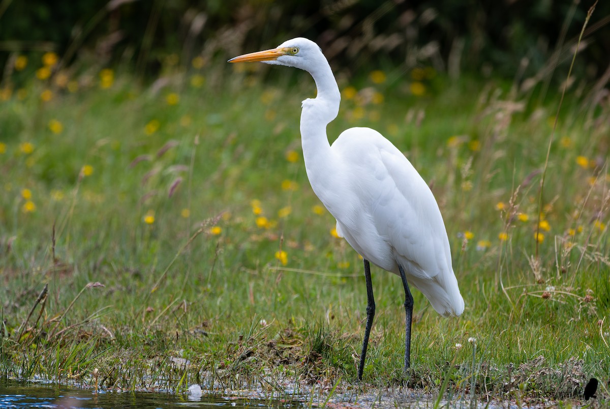 Great Egret - ML512672351