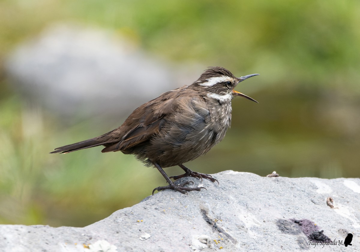 Dark-bellied Cinclodes - ML512672451