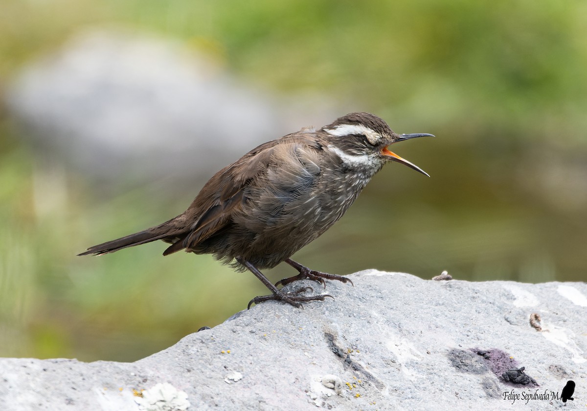 Dark-bellied Cinclodes - ML512672471