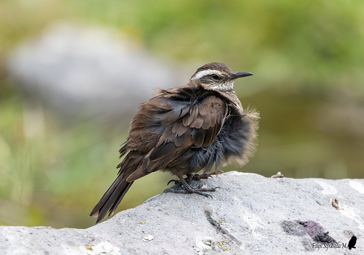 Dark-bellied Cinclodes - ML512672481