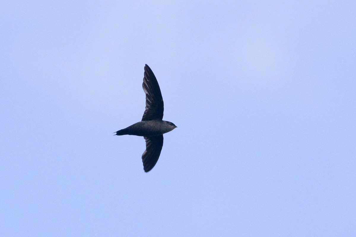 Gray-rumped Swift (Ash-rumped) - ML512673521