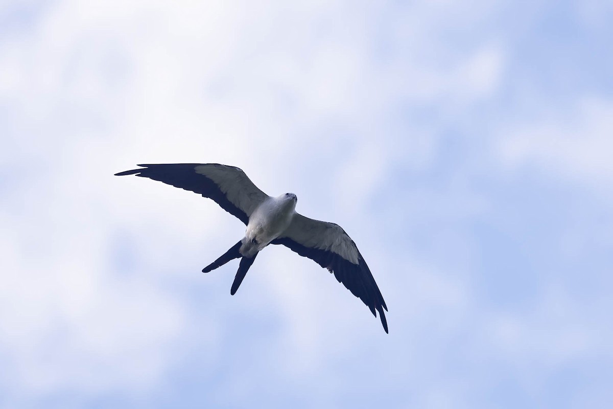 Swallow-tailed Kite - Scott Olmstead