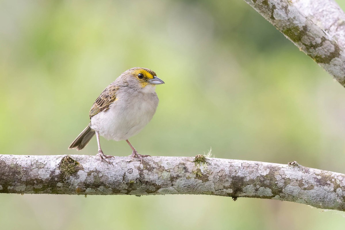 Yellow-browed Sparrow - Scott Olmstead