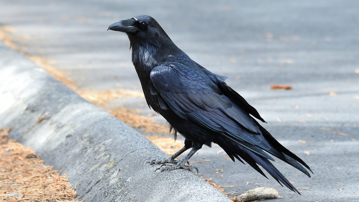 Хон хэрээ - ML512674771